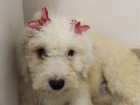 Maltipoo 2,5 aylık