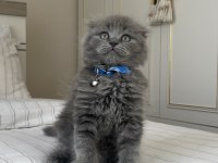 İnsan Delisi Scottish Fold Yavrularımız