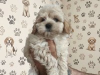MALTİPOO IRKININ EN İYİSİNİ İSTEYENLERE