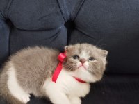 Uygun fiyatlı şecereli cins scottish fold yavruları