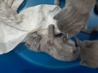 Yavru safkan İngiliz british shorthair