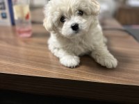 2 buçuk aylık maltipoo