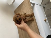 TOY POODLE ERKEK YAVRU