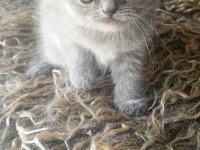 Safkan ırk garantili british shorthair yavrular