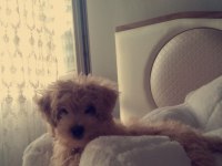3 aylık Maltipoo Terrier dişi