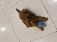 Maltipoo yavru köpeğimiz