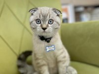 Scottish Fold 4 Aylık