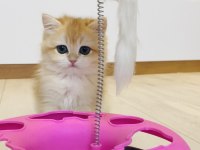 Safkan Ny12 British shorthair