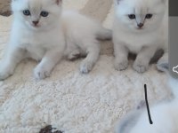 British Blue point dişi sağlıklı yavru