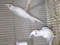 Lutino ve albino sultan papağanı yavrular