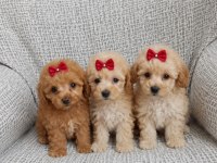 Maltipoo Mınık Mı Mınıkler