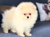 Irk özellikleri ile karakterize gerçek teddybear bebekler