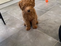 3 Aylık Maltipoo
