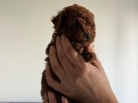Poodle kalitesinde maltipoo köpeği