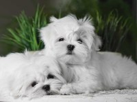 KORE MALTESE TERRİER