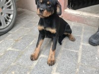 Günü gelen aşıları yapılmış erkek gibi dişi rottweiler