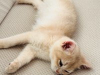 Şecereli british shorthair AY-12