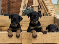 ÜST SEVİYE DOBERMAN YAVRULARI
