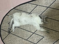 british shorthair kedim evde bebek olduğu için koydum