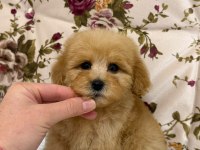 MALTİPOO DİŞİ ERKEK YAVRULARIMIZ