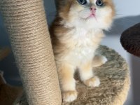 British longhair golden ny12 show kalite bebekler