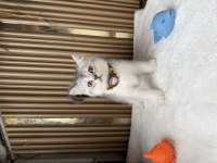 BRİTİSH SHORTHAİR KEDİSİ