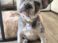 Satılık Dişi Fransız Bulldog Merle
