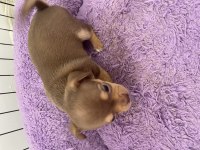 Chihuahua yavrular