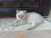 British shorthair oğlumuz