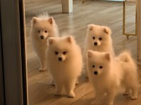 A Kalite Pomeranian Spitz Yavrular