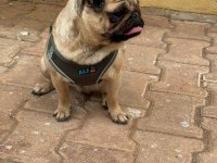 Dişi pug köpeğim 1,5 yaşında