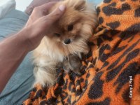 Miniş pomeranian yavrular