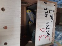 Yeni eşleme rainbow muhabbet kuşu