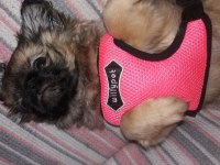 3 aylık pekinez köpeği