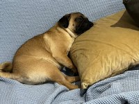 8 AYLIK UYGUN FİYATA DİŞİ SAHİPLENDİRİLECEK PUG
