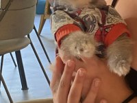 Pomeranian boo köpeği