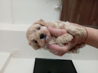 Toy poodle erkek yavrumuz