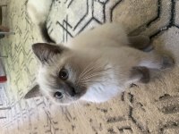 British blue point