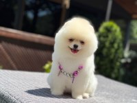 Ayıcık Surat Pomeranian Boo Bebekler