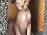 2 Dişi 2 Erkek Levkoy Sphynx Yavruları Yuvasını Arıyor