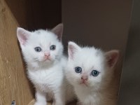 Minnoşum British Shorthair