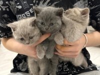 British shorthair yavrularımız yeni sahiplerini bekliyor