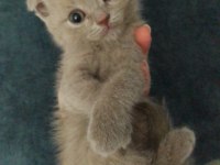 Scottish fold yavrularımız yeni yuvalarını arıyor