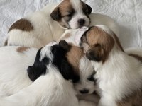 Şecereli jack russell yavrular