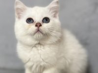 Point British Shorthair Erkek