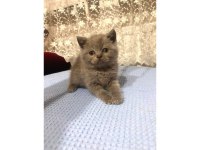 9 Adet Yavru Kediler