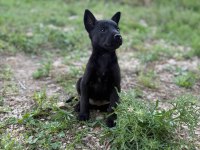 Belçika malinois jet black