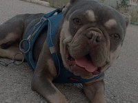 FRENCH BULLDOG KIZIMIZ YENİ YUVASINI ARIYOR