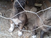 A kalite köpekleri beslemek isteyenler buyursun