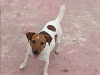 Fırlama Jack Russell Show Kalite